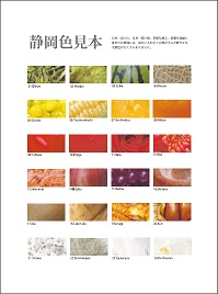 静岡色見本